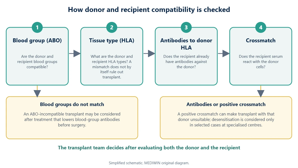 Schematic of the four compatibility checks between a kidney donor and recipient: blood group, tissue type, antibodies to donor HLA and crossmatch, with the options when blood groups do not match or antibodies are present